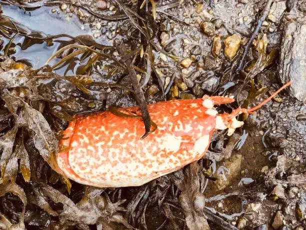 Photo of Crab claw  at low tide