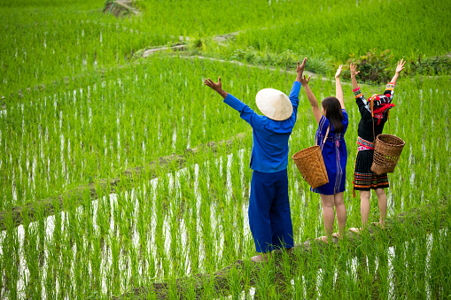 Asian male farmer and hmong women with basket standing on rice field on tribe and happiness by hand rising up together