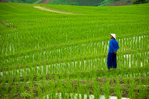 Senior Asian farmer in blue color dress standing in rice field with green rice sprouts in step of hill  tribe