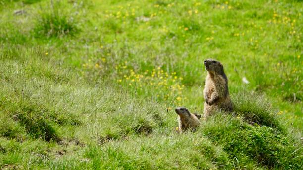 istock Wild marmot in the mountains 1269135850