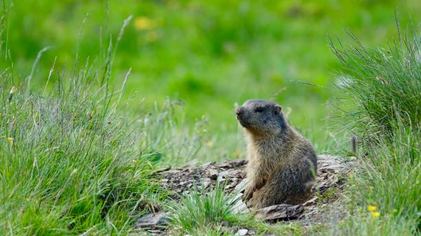 istock Wild marmot in the mountains 1269135852