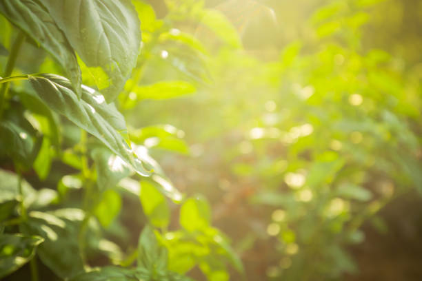 Captured on a sunny day, a basil growing in a fresh homegrown garden.