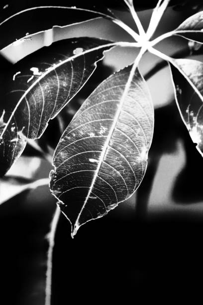 istock Nature Photography 1269136803