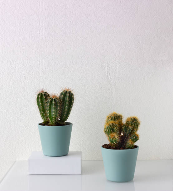 istock Cactus houseplant on the table 1269139018