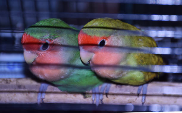 istock Two parrot birds sitting inside their cage 1269139278