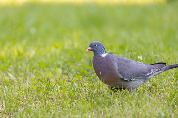 Birds series