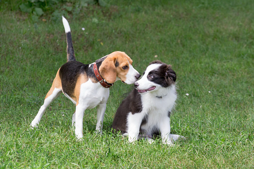 Cute border collie puppy and english beagle puppy are playing on a green grass in the summer park. Pet animals. Purebred dog.