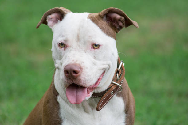 1,600+ American Pit Bull Terrier Stock Photos, Pictures & Royalty