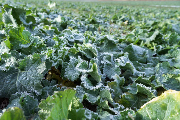 ice and frost on canola leaves, rapeseed field after harvest stock photo