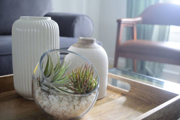 varieties of air plants
