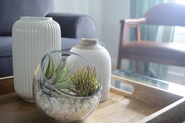 Photo of Indoor Air plant