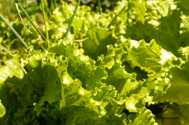 green leaves of lettuce salad in the garden