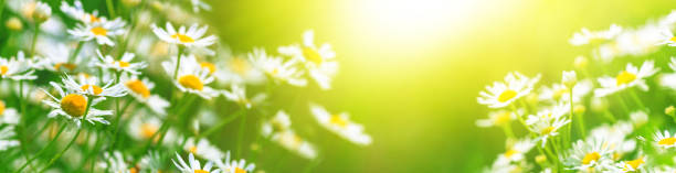 istock Chamomile flowers (Matricaria recutita), blooming plants in the spring meadow on a sunny day 1269145003