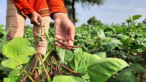 indische farmerin sammelt moong-bohnen von bäumen auf feldern - mungbohne stock-fotos und bilder