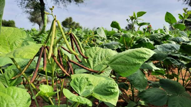 bündel von rohen moong-bohnen auf pflanze in einem land in indien - mung bean stock-fotos und bilder