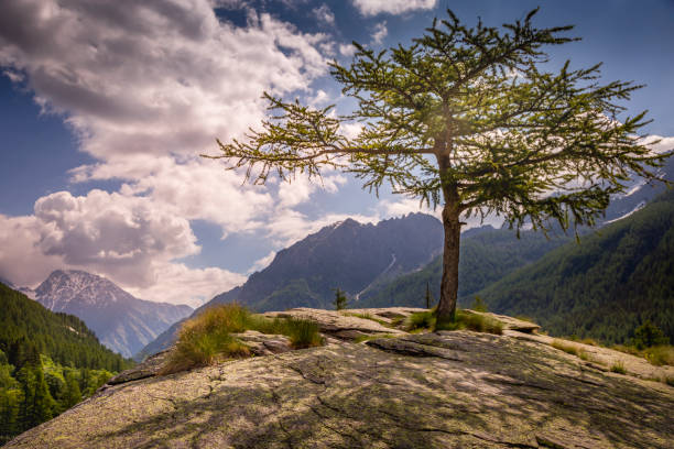 Single tree and Idyllic Alpine landscape, Dolomites alps – Gran Paradiso, Italy