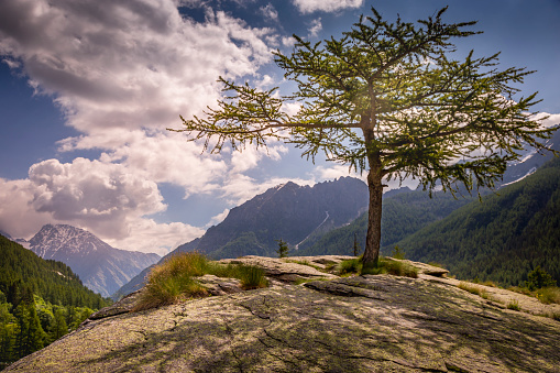 Single tree and Idyllic Alpine landscape, Dolomites alps – Gran Paradiso, Italy