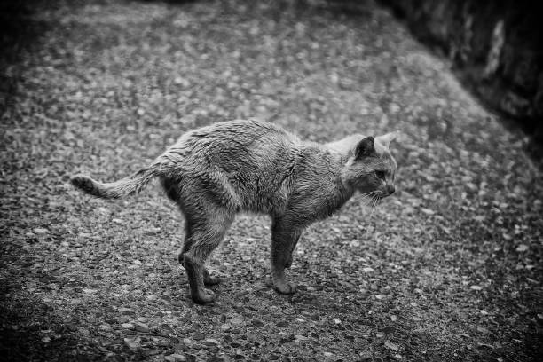 Stray cats eating in the street, detail of abandoned animals