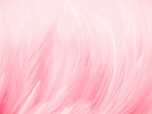 istock Beautiful abstract gray and pink feathers on white background,  white feather frame texture on pink pattern and pink background, love theme wallpaper and valentines day 1269147798