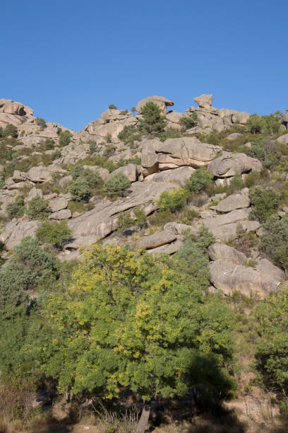 istock Trees and Rocks in the Pedriza; Madrid 1269147887