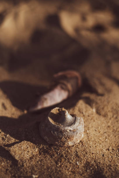 istock close up of the shell 1269148224