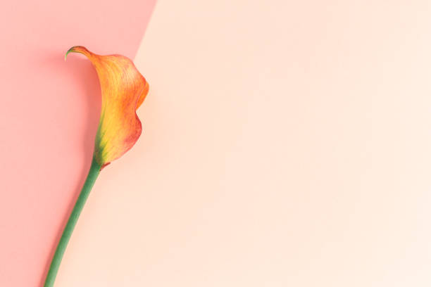 istock Beautiful yellow Calla Lily flower on a peach pastel background. 1269148780