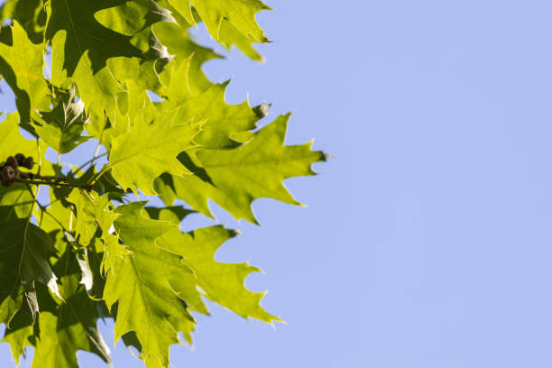 istock Vivid summertime background with vivid green leafs against blue sunny sky. 1269149015