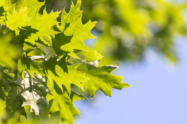 istock Vivid summertime background with vivid green leafs against blue sunny sky. 1269149101