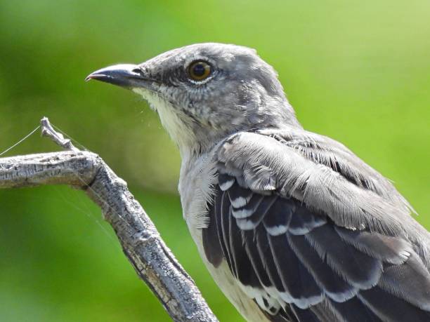 istock Northern Mockingbird (Mimus polyglottos) portrait 1269149882