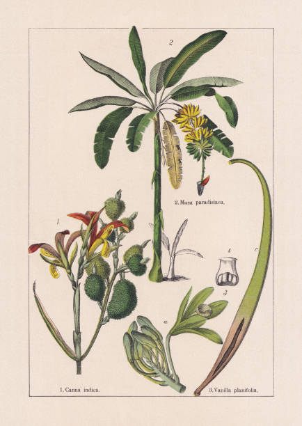 kuvapankkikuvitukset aiheesta monocotyledons, musaceae, kromolitografi, julkaistu 1895 - yellow vanilla flower with green leaves