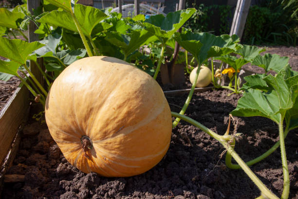 istock Pumpkin in farmland 1269153372