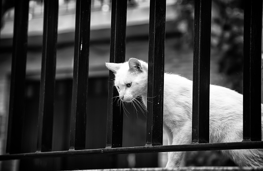 White stray cat, detail of abandoned animal