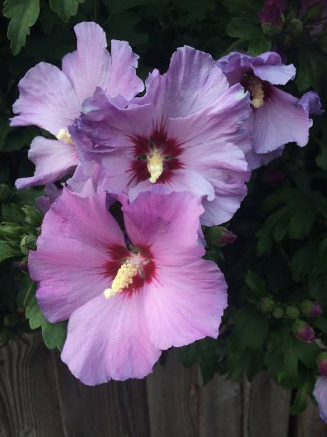 満開のハイビスカスの花 - stem pollen hibiscus beauty in nature ストックフォトと画像