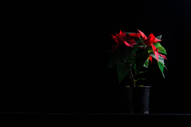 Flower with red and green leaf in a pot on a black background