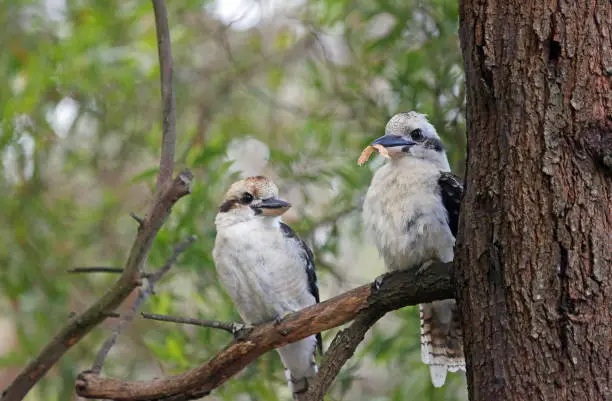 Photo of Two Laughing Kookaburra