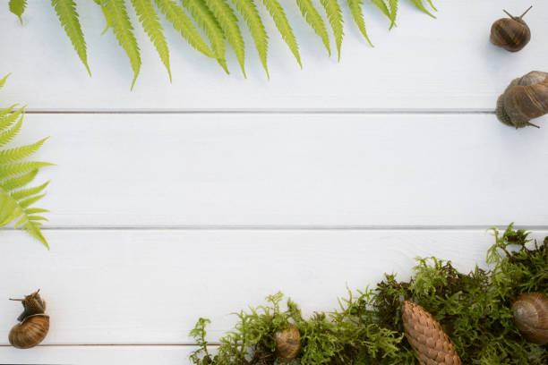 Forest flat lay with moss, fern, snails and pinecone on white wooden background
