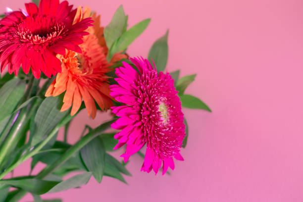 istock bouquet of gerbera flowers on a pink background 1269157368
