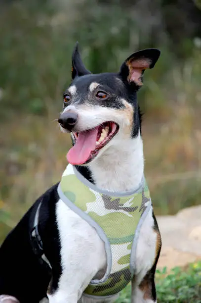 This very happy rat terrier is smiling as his tongue is hanging out after a run in a meadow.