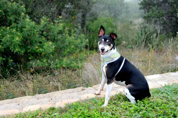 This very happy rat terrier is smiling and posing for his portrait.
