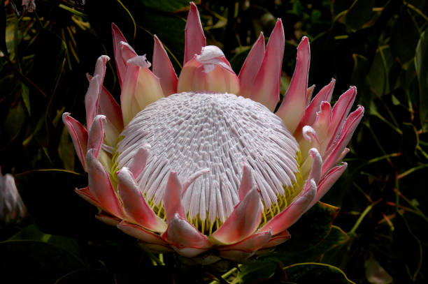istock A giant Protea in full bloom under the sun in Maui, Hawaii. 1269158443