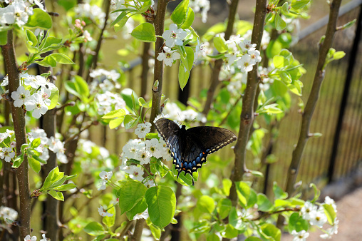 Sitting on an ornamental pear tree a black swallowtail butterfly sits with its wings spread and fluttering from flower to flower in search of nectar.