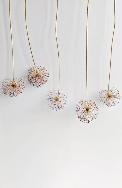istock Dry inflorescence Allium flower on white background 1269159047