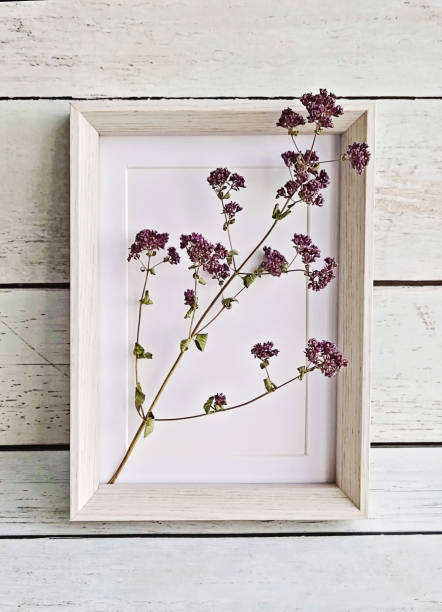 istock Bunch of dried oregano flowers on mini easel 1269159059