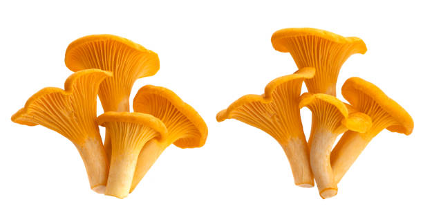 istock Fresh chanterelle mushrooms isolated on white background 1269159105