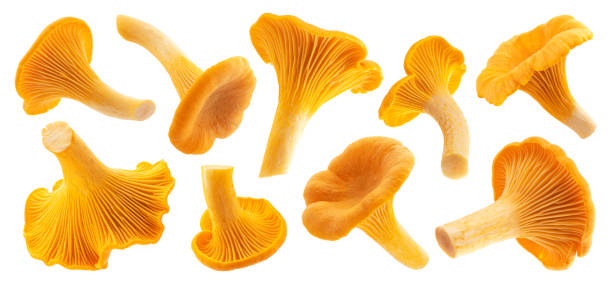 istock Fresh chanterelle mushrooms isolated on white background 1269159107