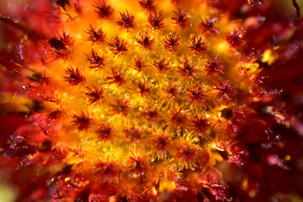 Gaillardia flowers very close macrophotography (zoom, bokeh and no focus)