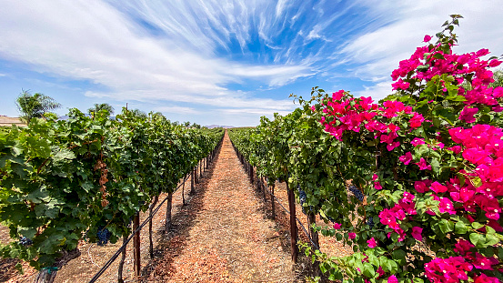 Perfectly landscaped vineyard rows of grapes growing in the Temecula Valley, California.