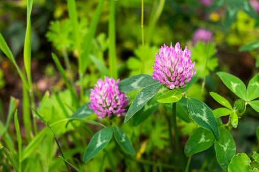 Red clover (trifolium pratense) flower heads and green leaves in the sunny summer / spring meadow / garden / field
