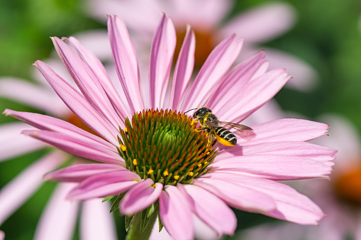 Leafcutter bee (Megachile pugnata) on purple coneflower (Echinacea purpurea) in summer.