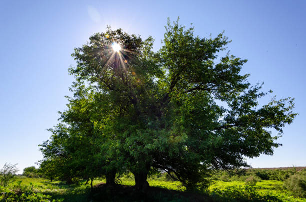 istock Sun rays breaking through the branches of green trees 1269160384